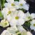 Virágos som Cornus florida Cherokee Princess 60-80 c