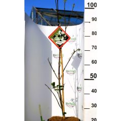 Virágos som Cornus florida Cherokee Princess 60-80 c