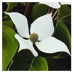 Csillagsom Cornus kousa Blue Shadow 60-80 cm