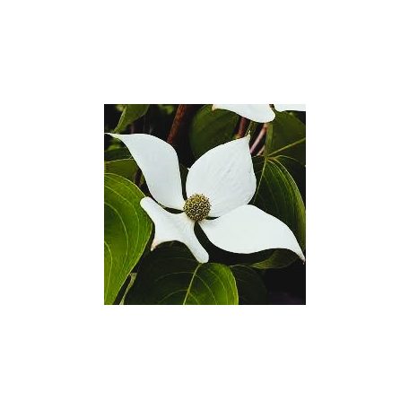 Csillagsom Cornus kousa Blue Shadow 60-80 cm