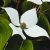 Csillagsom Cornus kousa Blue Shadow 60-80 cm