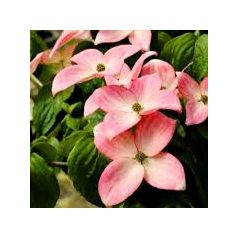 Csillagsom Cornus kousa Heart throb 60-80 cm