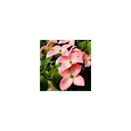 Csillagsom Cornus kousa Heart throb 60-80 cm