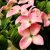 Csillagsom Cornus kousa Heart throb 60-80 cm