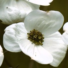 Nagyvirágú som Cornus nuttallii x florida Ascona 60-80 cm