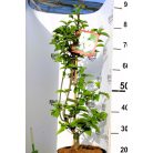 Nagyvirágú som Cornus nuttallii x florida Ascona 60-80 cm