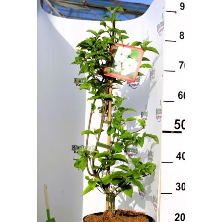 Nagyvirágú som Cornus nuttallii x florida Ascona 60-80 cm