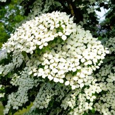 Csillagsom Cornus kousa China Girl 60-80 cm