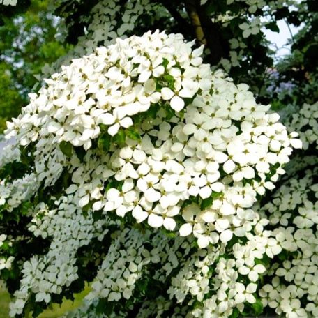Csillagsom Cornus kousa China Girl 60-80 cm