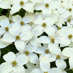 Csillagsom Cornus kousa Schmetterling 60-80 cm