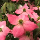 Csillagsom Cornus kousa Beni-Fuji 60-80 cm