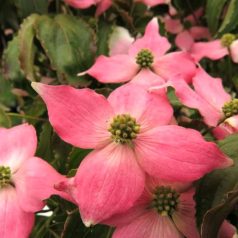Csillagsom Cornus kousa Beni-Fuji 60-80 cm