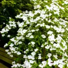 Csillagsom Cornus kousa Eddie's White Wonder 60-80 cm