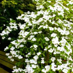 Csillagsom Cornus kousa Eddie's White Wonder 60-80 cm