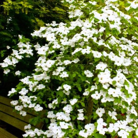 Csillagsom Cornus kousa Eddie's White Wonder 60-80 cm