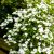 Csillagsom Cornus kousa Eddie's White Wonder 60-80 cm