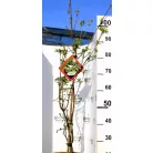 Csillagsom Cornus kousa Eddie's White Wonder 60-80 cm