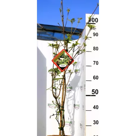 Csillagsom Cornus kousa Eddie's White Wonder 60-80 cm