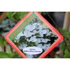 Csillagsom Cornus kousa Eddie's White Wonder 60-80 cm