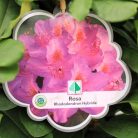 Örökzöld havasszépe (Azálea)  Rhododendron Rosa 25-30 cm