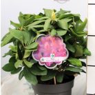 Örökzöld havasszépe (Azálea)  Rhododendron Rosa 25-30 cm