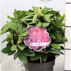   Örökzöld havasszépe (Azálea)  Rhododendron Rosa 25-30 cm