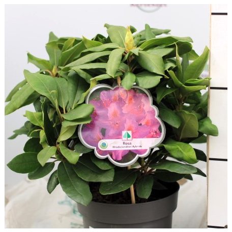 Örökzöld havasszépe (Azálea)  Rhododendron Rosa 25-30 cm