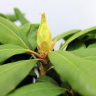 Örökzöld havasszépe (Azálea)  Rhododendron Rosa 25-30 cm