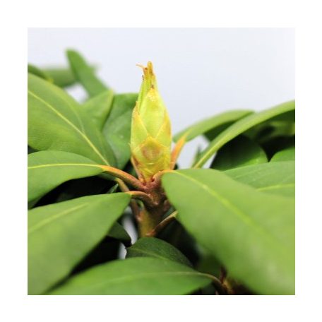 Örökzöld havasszépe (Azálea)  Rhododendron Rosa 25-30 cm