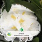 Örökzöld havasszépe (Azálea)  Rhododendron Weiss 25-30 cm