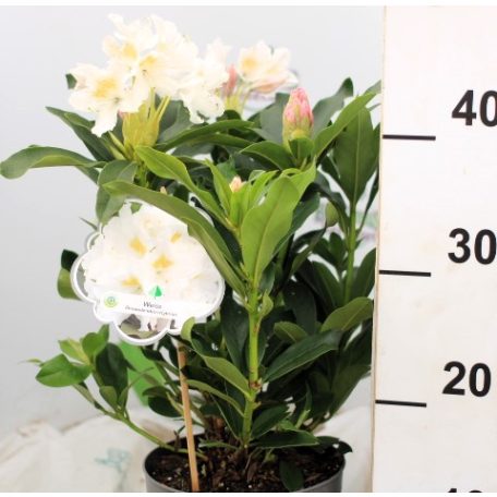 Örökzöld havasszépe (Azálea)  Rhododendron Weiss 25-30 cm