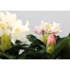 Örökzöld havasszépe (Azálea)  Rhododendron Weiss 25-30 cm