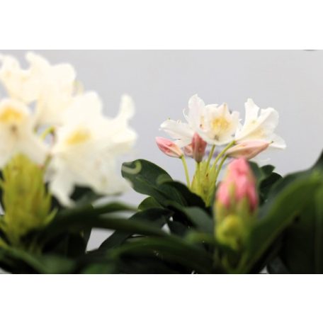 Örökzöld havasszépe (Azálea)  Rhododendron Weiss 25-30 cm