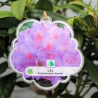 Örökzöld havasszépe (Azálea)  Rhododendron Lila 25-30 cm