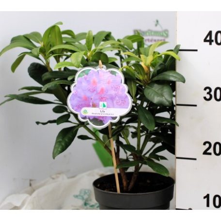 Örökzöld havasszépe (Azálea)  Rhododendron Lila 25-30 cm