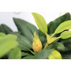 Örökzöld havasszépe (Azálea)  Rhododendron Lila 25-30 cm