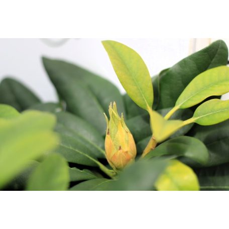 Örökzöld havasszépe (Azálea)  Rhododendron Lila 25-30 cm