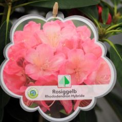   Örökzöld havasszépe (Azálea)  Rhododendron Rosiggelb 25-30 cm