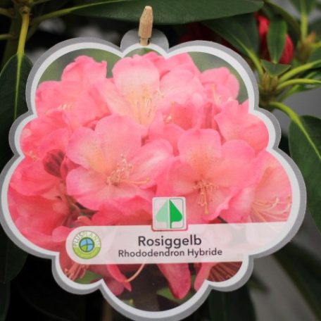 Örökzöld havasszépe (Azálea)  Rhododendron Rosiggelb 25-30 cm
