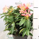 Örökzöld havasszépe (Azálea)  Rhododendron Rosiggelb 25-30 cm