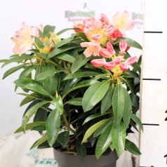   Örökzöld havasszépe (Azálea)  Rhododendron Rosiggelb 25-30 cm