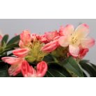 Örökzöld havasszépe (Azálea)  Rhododendron Rosiggelb 25-30 cm