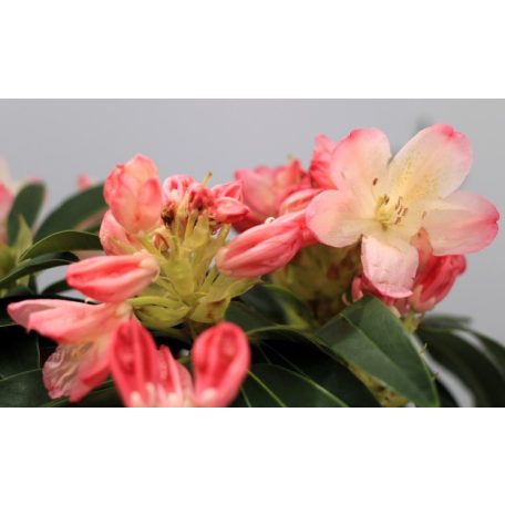 Örökzöld havasszépe (Azálea)  Rhododendron Rosiggelb 25-30 cm