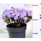 Örökzöld havasszépe (Azálea)  Rhododendron imp. Arctic Blue 20-25 cm