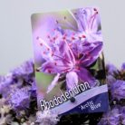 Örökzöld havasszépe (Azálea)  Rhododendron imp. Arctic Blue 20-25 cm