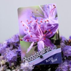   Örökzöld havasszépe (Azálea)  Rhododendron imp. Arctic Blue 20-25 cm