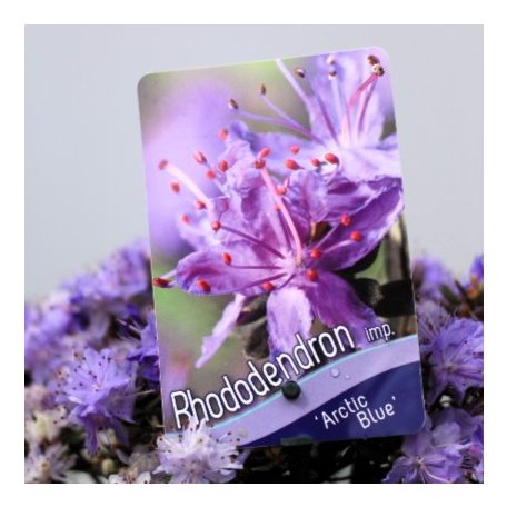 Örökzöld havasszépe (Azálea)  Rhododendron imp. Arctic Blue 20-25 cm