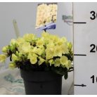 Örökzöld havasszépe (Azálea)  Rhododendron Wren 20-25 cm