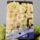 Örökzöld havasszépe (Azálea)  Rhododendron Wren 20-25 cm