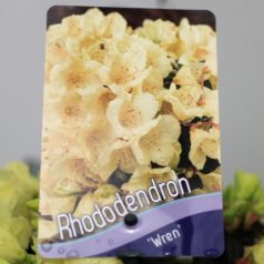   Örökzöld havasszépe (Azálea)  Rhododendron Wren 20-25 cm